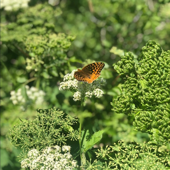 Meet your Posher, Kim - Picture 1 of 1